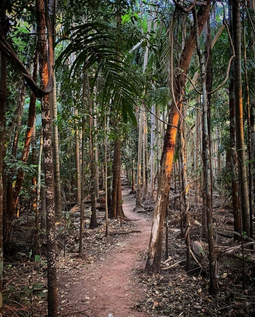 Tropical forest and a dirt road at litchfeld national park