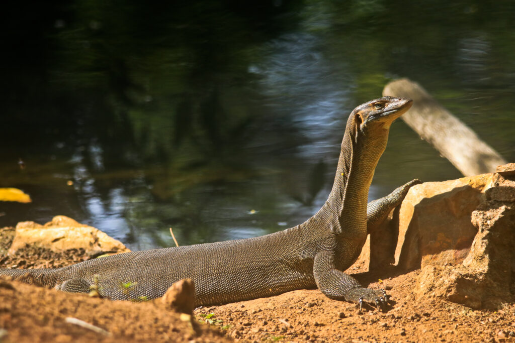 Water monitors at Litchfield National Park