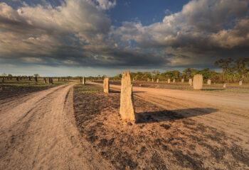 termite mounds in lightLR